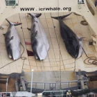 Ballenas capturadas en un pesquero japonés.