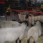La exposición de razas puras acaparó todas las miradas.