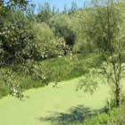 El bajo caudal del río Tuerto deja aflorar la vegetación.