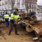 El árbol fue retirado el pasado enero de 2016 después de años enfermos y caerse. CAMPOS
