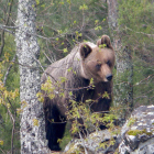La Fundación Oso Pardo concluye en diciembre tres años de trabajo para lograr la desfragmentación del hábitat en la Cordillera. FOP