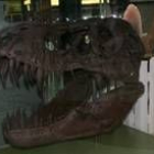 El Tyrannosaurus Rex midió 14 metros y pesaba siete toneladas