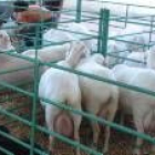 El sector de la leche de ovino está en puertas de una crisis