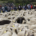 Los rebaños de ovejas merinas llegarán el sábado a Prioro. CAMPOS