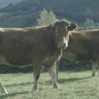 Dos reses pastan en uno de los «praos» de Balouta, perteneciente al valle de Ancares, en