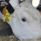El control de la tuberculosis bovina enfrenta a ganaderos y administración. RAMIRO