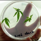 Las empresas manufactureras de la marihuana medicinal pueden producir y comercializar sus productos tanto para el mercado local como internacional.