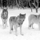 Cuatro lobos sobre la nieve.