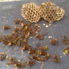 Uno de los nidos del avispón que ataca a las abejas y varios ejemplares del mismo.
