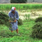 Imagen de archivo de una mujer realizando labores en el campo