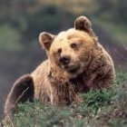 En la imagen, un ejemplar de oso pardo cantábrico del Alto Sil, una zona óptima para su recuperación