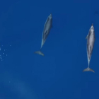 Imagen del vídeo que muestra a un numeroso grupo de delfines en la Costa Brava.