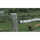 Unas vacas pastan en uno de los prados cerca del pueblo de Balouta, en plenos Ancares leoneses.