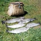 Cupo de truchas comunes que fueron pescadas en el río Órbigo a la altura de Hospital