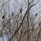 Cormoranes en el dormidero del río Bernesga en la zona leonesa de La Lastra.