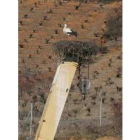La cigüeña domina la A-6 desde su nido sobre una grúa de desguace