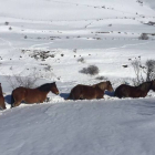 Un caballo abre camino a las yeguas rescatadas de la nevada en La Riera de Babia