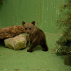 La osezna Jimena, en el centro de recuperación de Burgos, no superó la reintroducción.