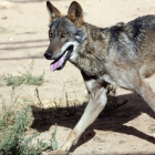 La Junta ha recurrido la decisión del Gobierno de declarar no cazable la especie. EDUARDO MARGARETO