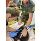 Primeros tratamientos veterinarios recibidos por el osezno. DL