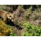 Imagen de un macho adulto en el occidente de la Cordillera Cantábrica.