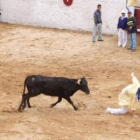 Los clásicos revolcones de la vaquilla animaron aun más el ambiente festivo de la capea.