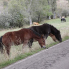 Un grupo de caballos pace al borde de la carretera que va hacia Maraña. CAMPOS
