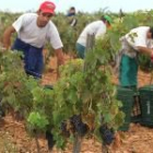 En la imagen, la vendimia del año anterior en viñedos de la localidad leonesa de Ardoncino