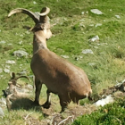 Ejemplar de cabra montés en la Reserva de los Ancares.