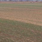 El centeno gigante, la avena gigante y el triticale crecen juntos a la espera de su primera cosecha