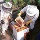 Un grupo de apicultores revisando las colmenas