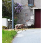 El lobo enfermo, fotografiado en la localidad de Rozuelo. CEBRONES