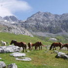Imagen de la Vega de Liordes, uno de los parajes más interesantes de Picos de Europa.