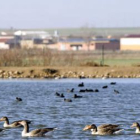 Las lagunas albergan durante estas fechas cerca de 30.000 aves de distintas especies, en especial el