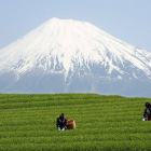 El monte Fuji de Japón registró durante julio una cifra récord de visitantes, con un aumento del 35%, tras ser designado recientemente Patrimonio Mundial de la Unesco, informó hoy el Ministerio de Medio Ambiente nipón.