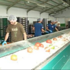 Sala de manipulación para el envasado de los tomates de la empresa Nuestra Huertina.