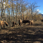 Los nuevos bisontes pastan en terrenos del Museo de la Fauna Salvaje.