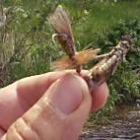 El insecto natural y su imitación artificial realizada por Oscar Granizo