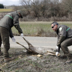 Agentes forestales retiran un corzo muerto de las carreteras. MARCIANO PÉREZ