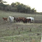 Alguno de los ejemplares de la explotación ganadera en pastos próximos a Boñar.