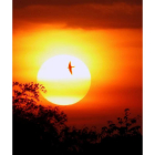 Un pájaro vuela mientras el sol se posa en el horizonte de Manila.