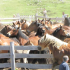 El ganado fue conducido a un recinto de Casa Mieres, sin autorización de sus dueños ni presencia de un veterinario. BABIA.NET