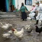 Un veterinario turco intenta coger las aves de una casa para examinarlas