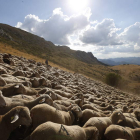Uno de los rebaños de merinas que realizan la trasterminancia entre los páramos del sur de León y los puertos pirenaicos de Babia en junio pasado.