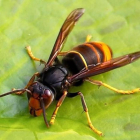 Ejemplar de la temida avispa asiática, una plaga para las colmenas