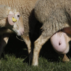 La leche de oveja experimenta una tendencia bajista tras dos años sin sobresaltos. JESÚS