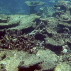 La reserva de coral más grande del mundo situada en Australia se está destruyendo por los cambios climáticos. Los investigadores calculan que en la próxima década se podría perder hasta un 5%