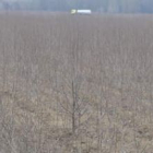 Una plantación de chopos destinada a biomasa en un proyecto de una multinacional junto al Esla.