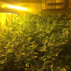 Una imagen del cuarto en el que se cultivaba la marihuana. G.C.