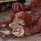 Detalle de la Vieja Negrilla tras ser destrozada por una furgoneta